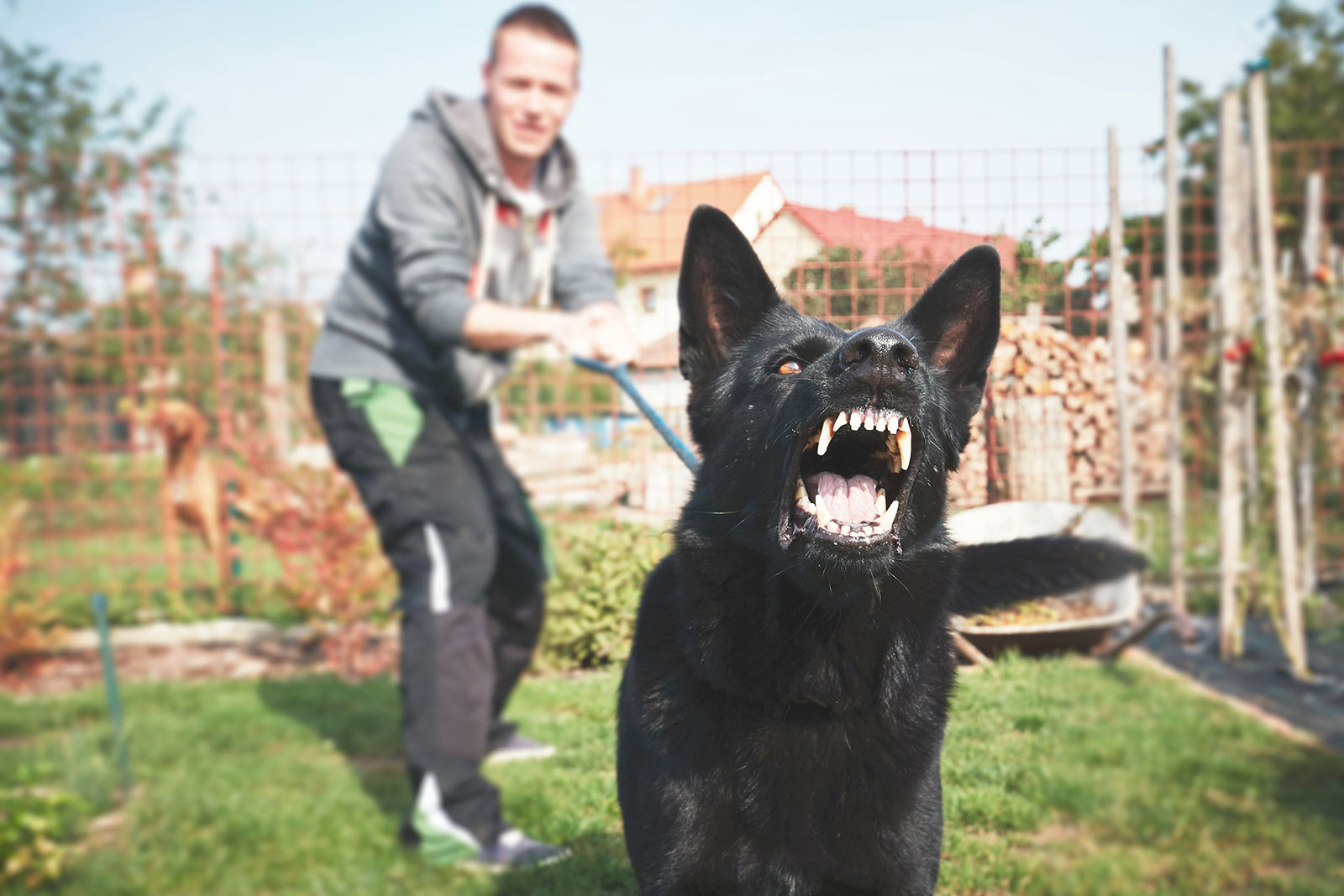 Vicious looking dog showing all of its teeth while trying to break free of its owner who is barely able to hold onto the dog's lease