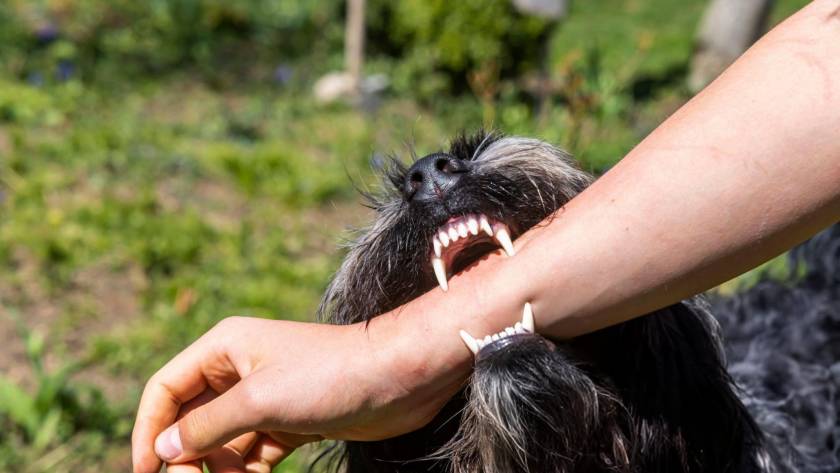 dog bite
